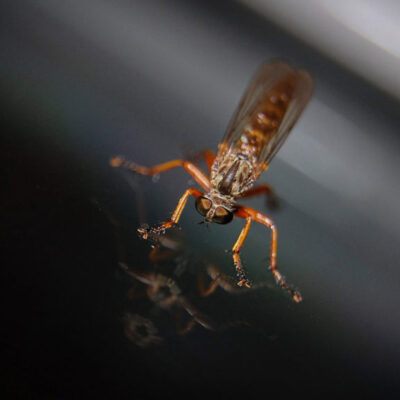 This Summerโs Ticks and Mosquito Rates to Surge This Summerโs Ticks and Mosquito Rates to Surge
